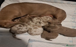 Miniature Dachshund dogs for sale: Dachshund Puppy – Ready for a 5-Star Home 🐾 - Image 2