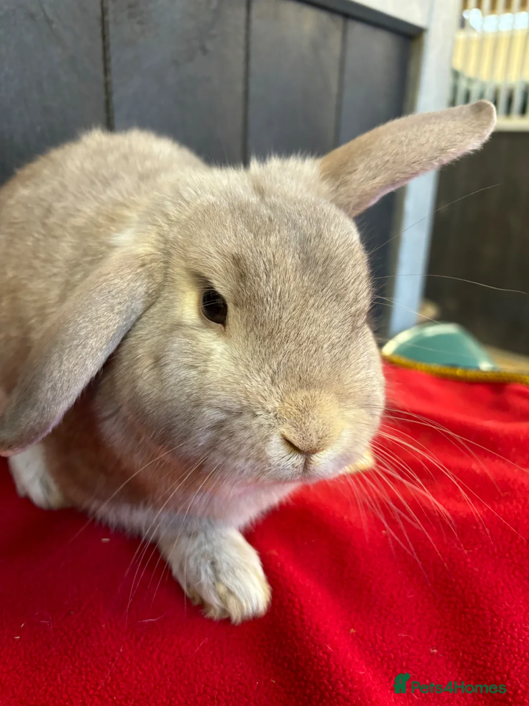 Mini Lop rabbits for sale: Stunning house bunny  - Advert 3
