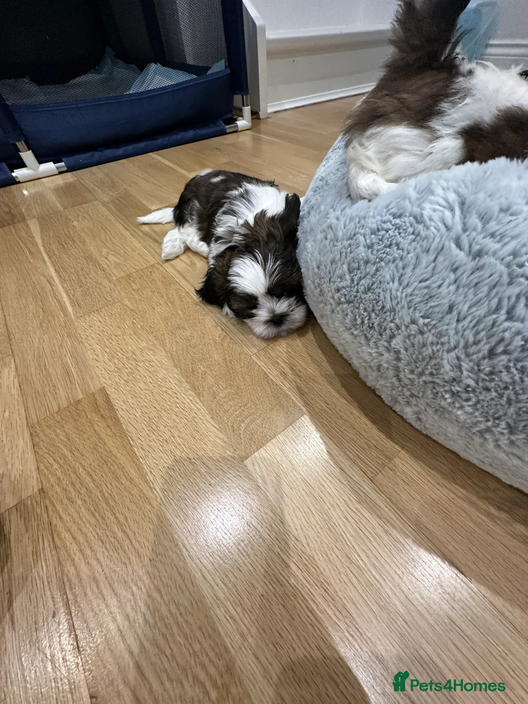 Shih Tzu dogs for sale: Shih Tzu puppies  - Advert 2
