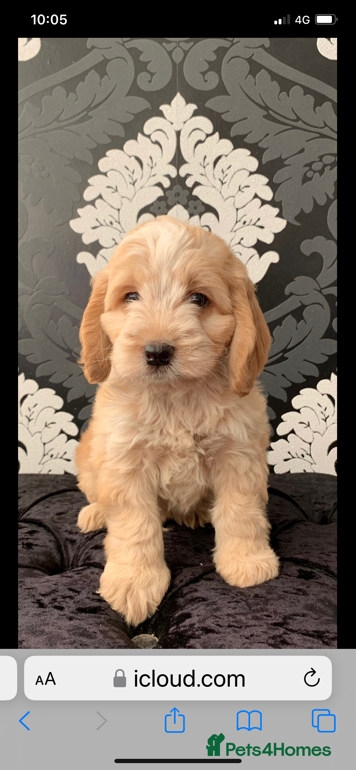Cockapoo dogs Stunning f1 cockapoo puppies ready now  - Advert 2