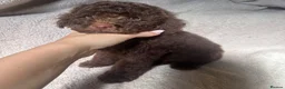 Poochon dogs for sale: Poochon pups  - Advert 3