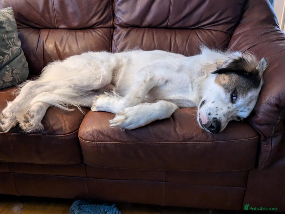 Mixed Breed dogs for adoption: Ned needs someone to believe in him 💙 - Advert 14