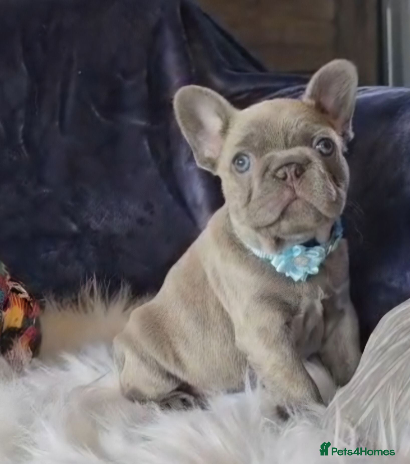 French Bulldog dogs 🐶💜 KC Registered French Bulldog Puppies - Advert 13