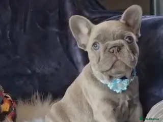 French Bulldog dogs 🐶💜 KC Registered French Bulldog Puppies - Advert 13