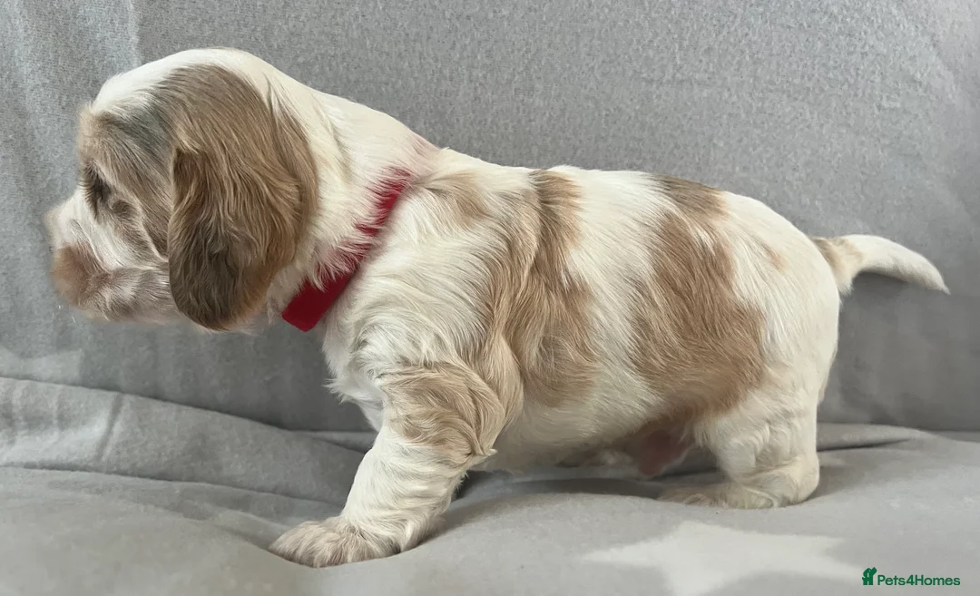 Cockapoo dogs for sale: Beautiful F1B cockapoo puppies! - Advert 6