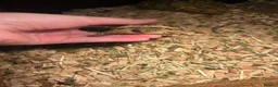 Tortoise reptiles for sale: baby horse field tortoise 🐢 ❤️  - Advert 4