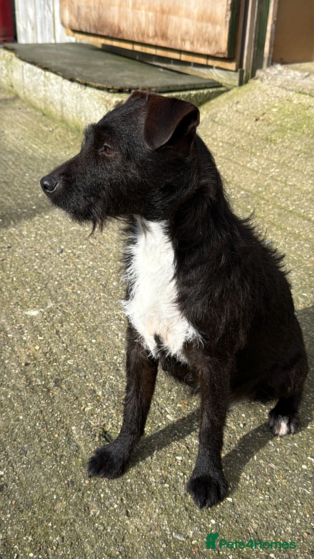 Mixed Breed dogs for sale: Patterdale/ Lakeland terriers  - Advert 1