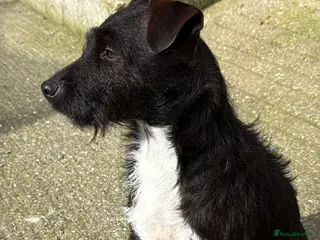 Mixed Breed dogs Patterdale/ Lakeland terriers - Advert 1