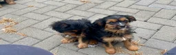 Mixed Breed dogs for sale: Cavalier x Biewer terrier  - Advert 8