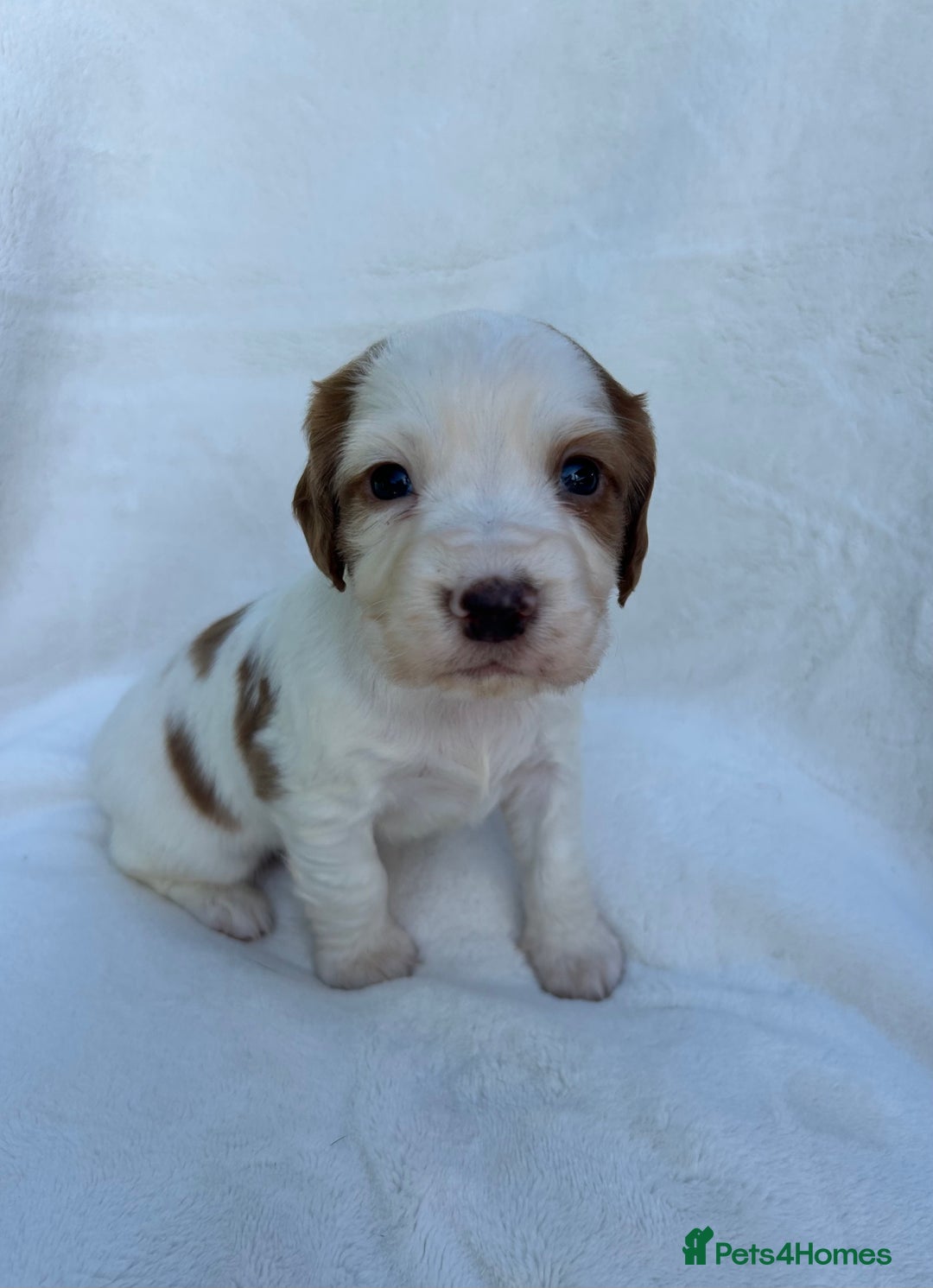 Cocker Spaniel dogs for sale: Beautiful kc registered cockerspaniel puppies  - Image 6