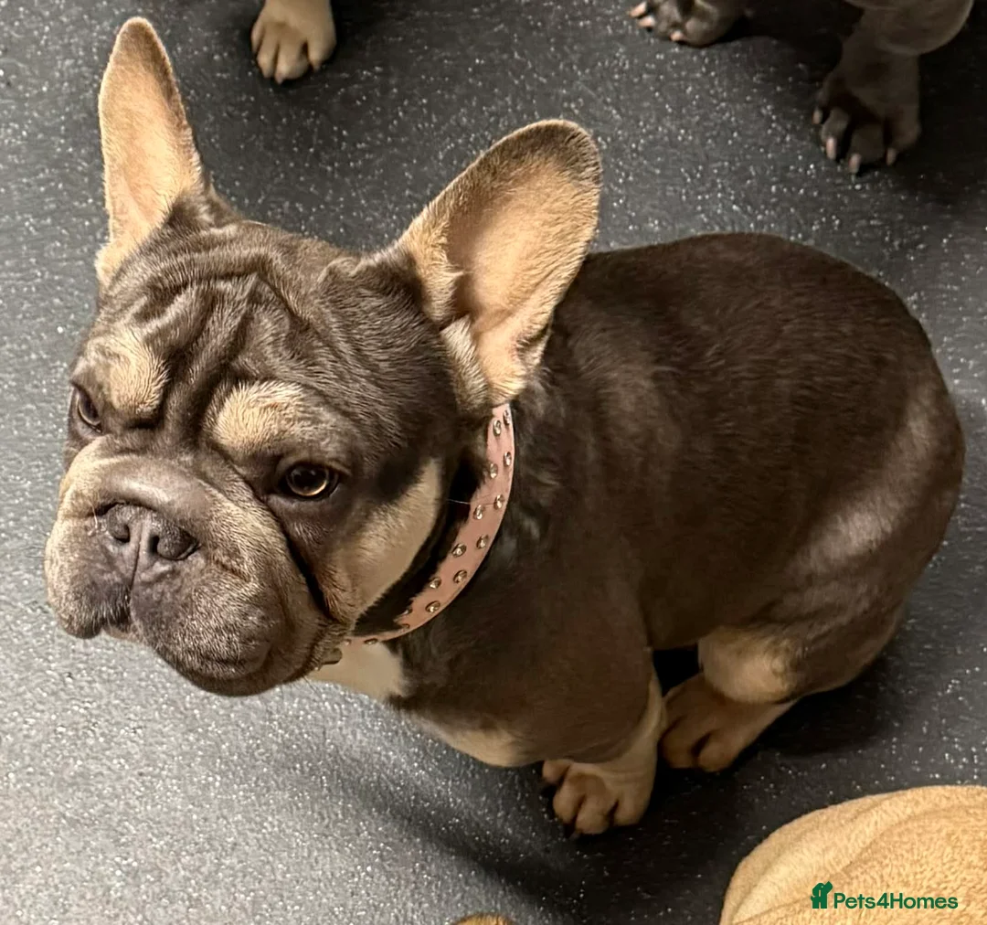 French Bulldog dogs for sale: Blue and tan Female French bulldog in Accrington - Advert 1