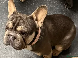 French Bulldog dogs Blue and tan Female French bulldog - Advert 1