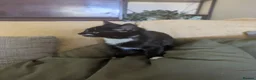 Mixed Breed cats for sale: Beautiful black and white female kitten - Advert 5
