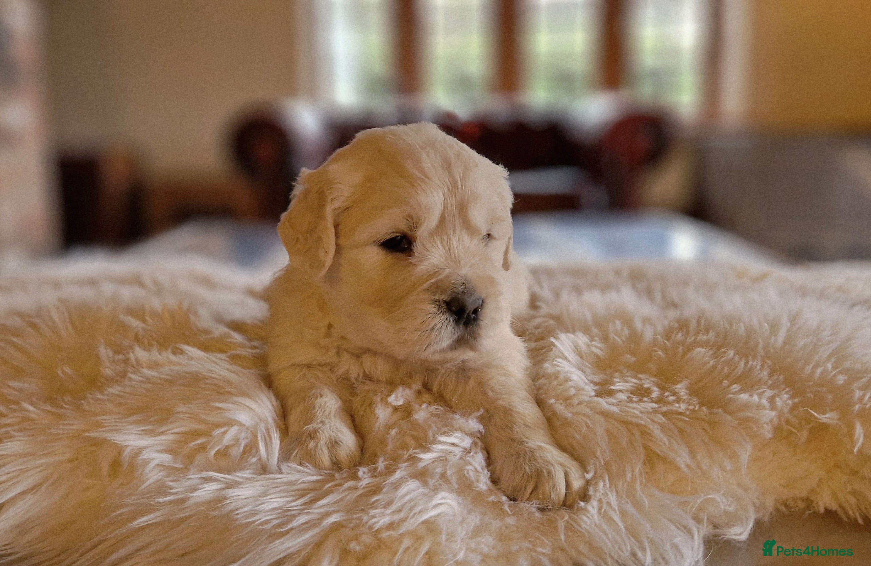 Golden Retriever dogs Newmiller Retrievers Upcoming Litter Announcement - Advert 4