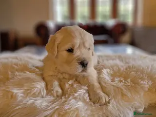 Golden Retriever dogs Newmiller Retrievers Upcoming Litter Announcement - Advert 4