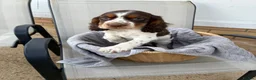 Cocker Spaniel dogs for sale: Cocker spaniel puppy  - Advert 10
