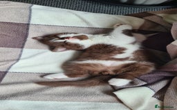 British Shorthair cats for sale: 4 PEDIGREE kittens READY TO GO! 2 LEFT - Image 12