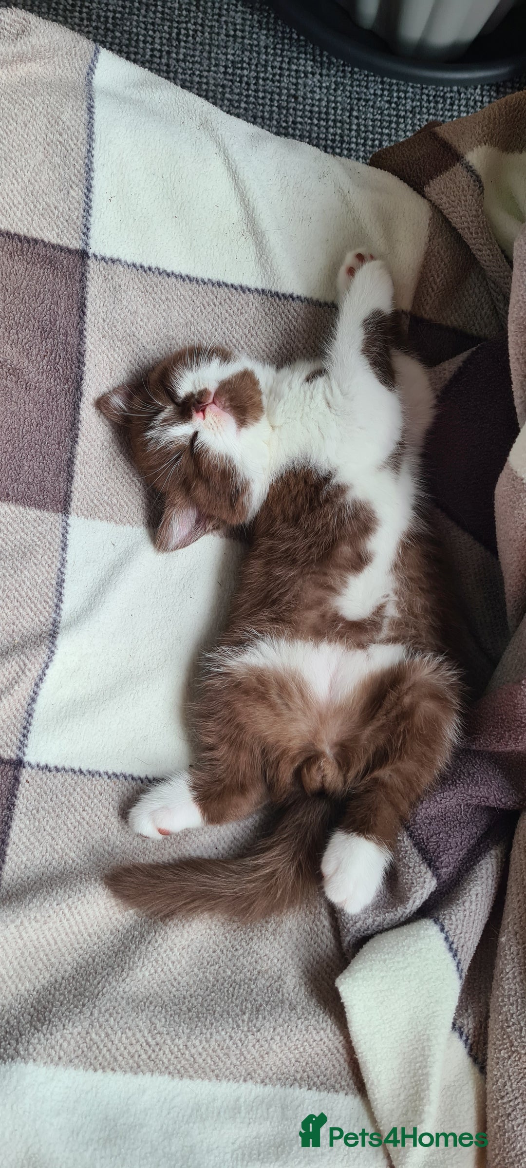 British Shorthair cats for sale: 4 PEDIGREE kittens READY TO GO! 2 LEFT - Image 12