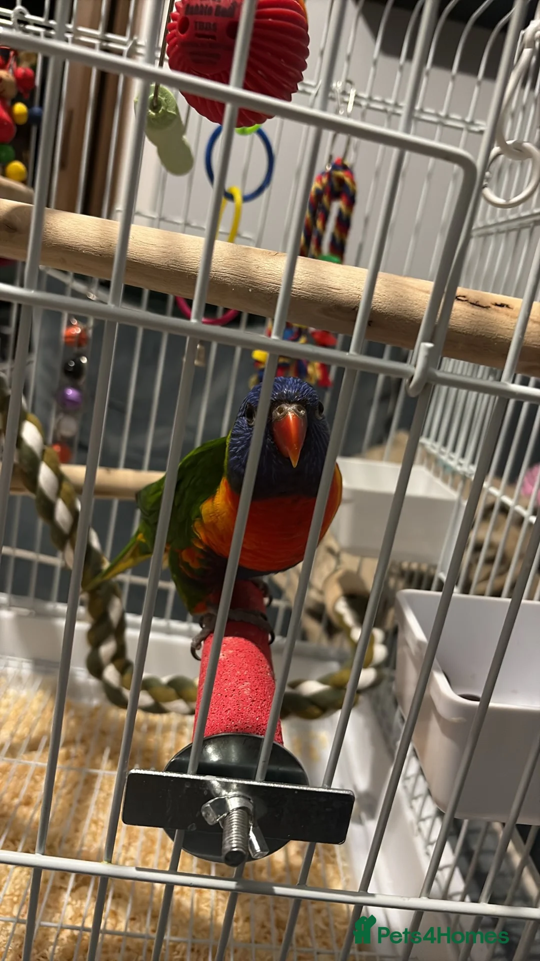 Lorikeets birds for sale: 2 year old lorikeet for sale - Advert 2
