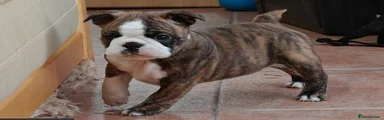 Boston Terrier 1