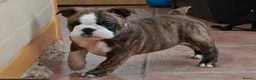 Boston Terrier dogs for sale: Beautiful Boston Terrier Cross Puppies - Advert 5