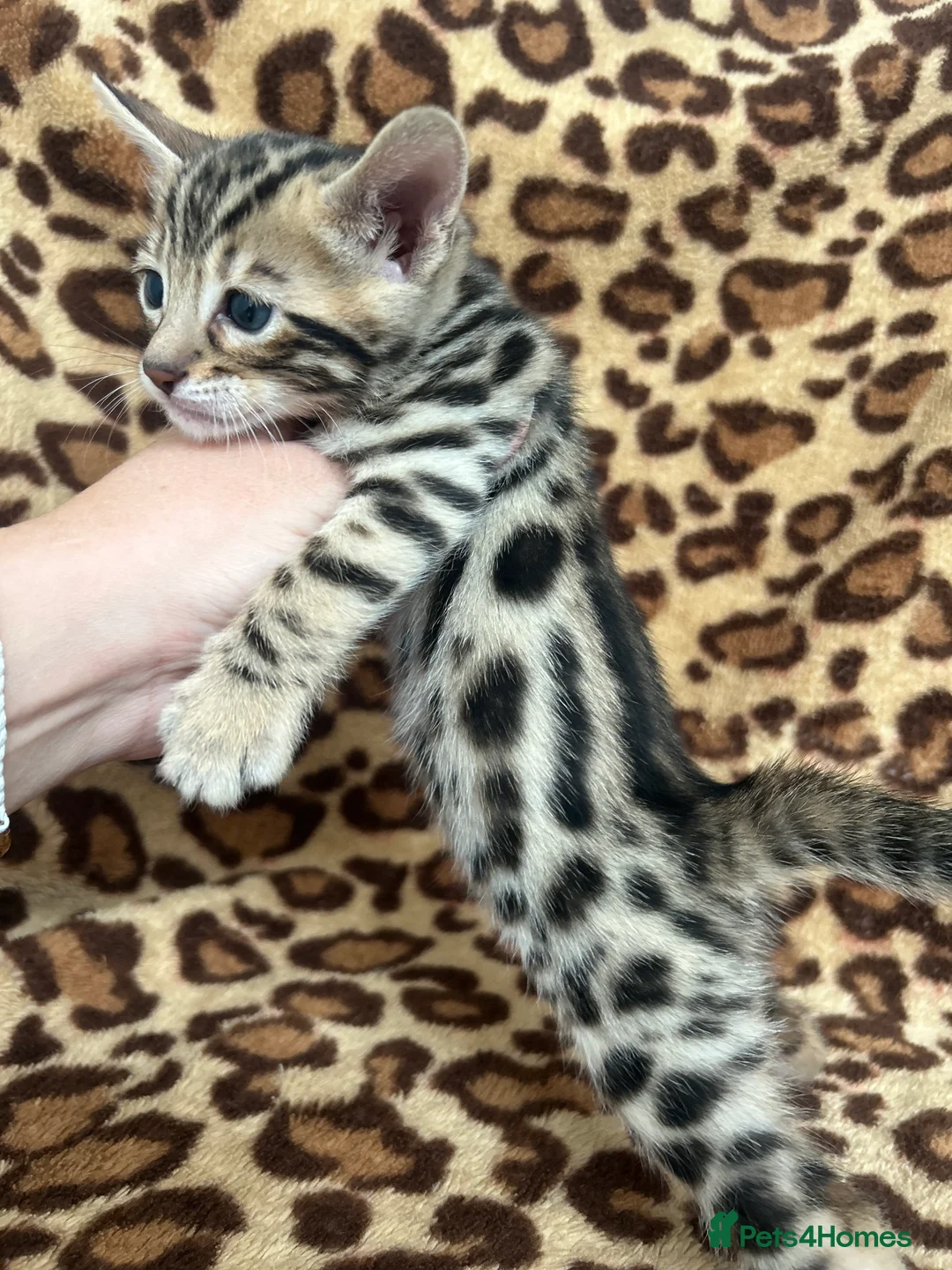 Bengal cats for sale: Beautiful Litter of Bengal Kittens - TICA Reg - Advert 38