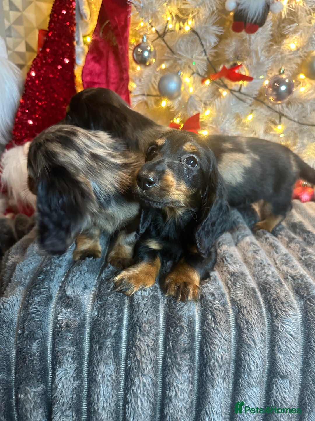 Miniature Dachshund dogs for sale: Long Haired Miniature Dachshund puppies - Advert 28