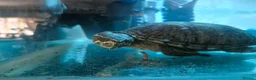 Turtle reptiles for sale: MUSK TURTLE FOR SALE FEMALE 5 YEAR OLD in Preston - Advert 8