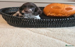 Cocker Spaniel dogs for sale: Working type cocker spaniels. Merle and Roan - Image 19