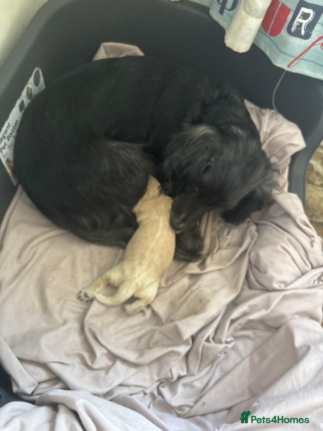 Cocker Spaniel dogs for sale: Golden Cocker spaniel puppy  - Image 7