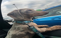 Miniature Dachshund dogs for sale: Miniature Dachshund - Advert 4