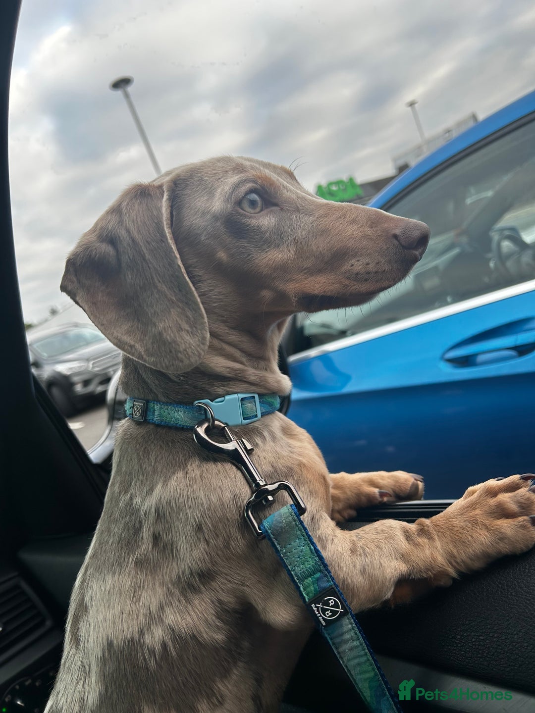 Miniature Dachshund dogs for sale: Miniature Dachshund - Advert 4