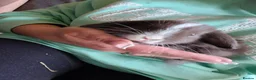 Mini Lop rabbits for sale: Mini lop  - Advert 4