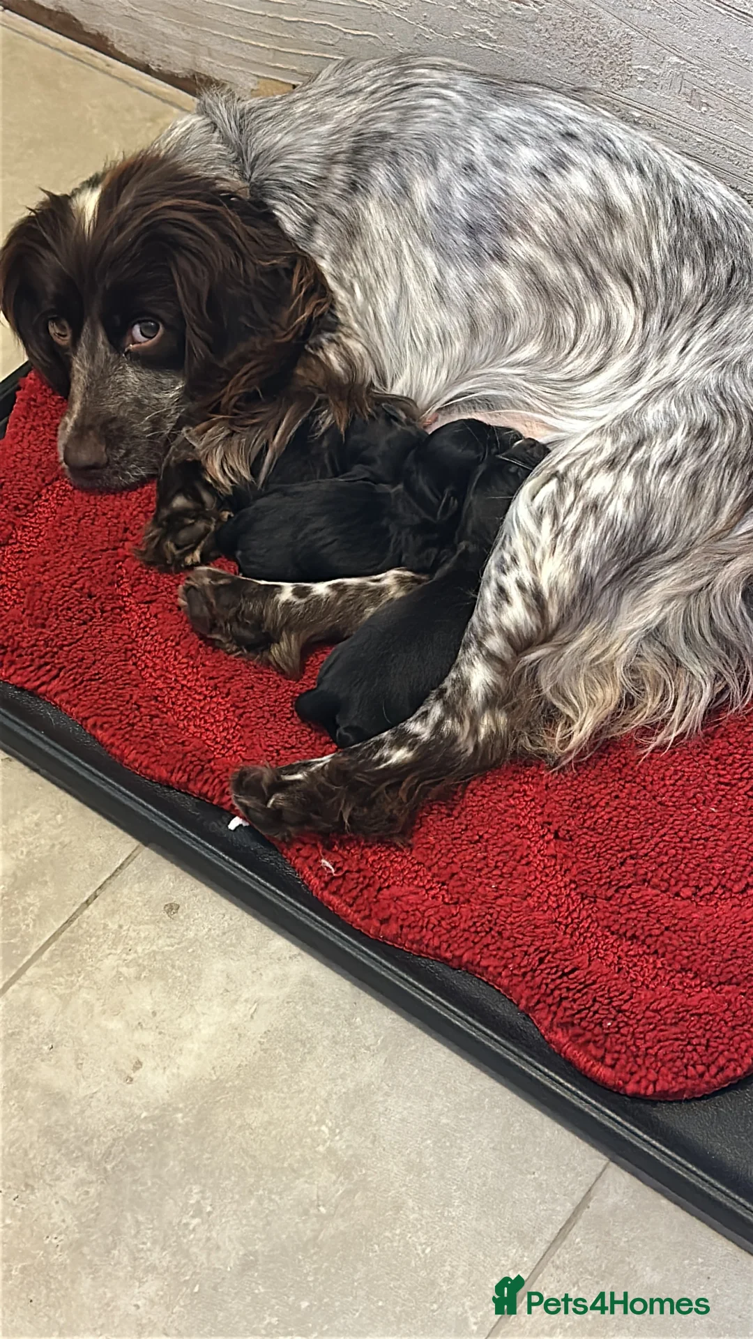 Mixed Breed dogs for sale: Pom X Cocker spaniel  in Cranbrook - Advert 13