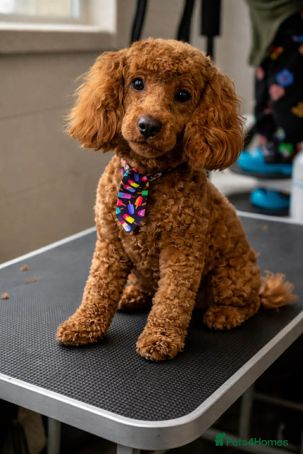 Miniature Poodle dogs KC Registered pure red miniature poodle STUD 🧡 - Advert 6