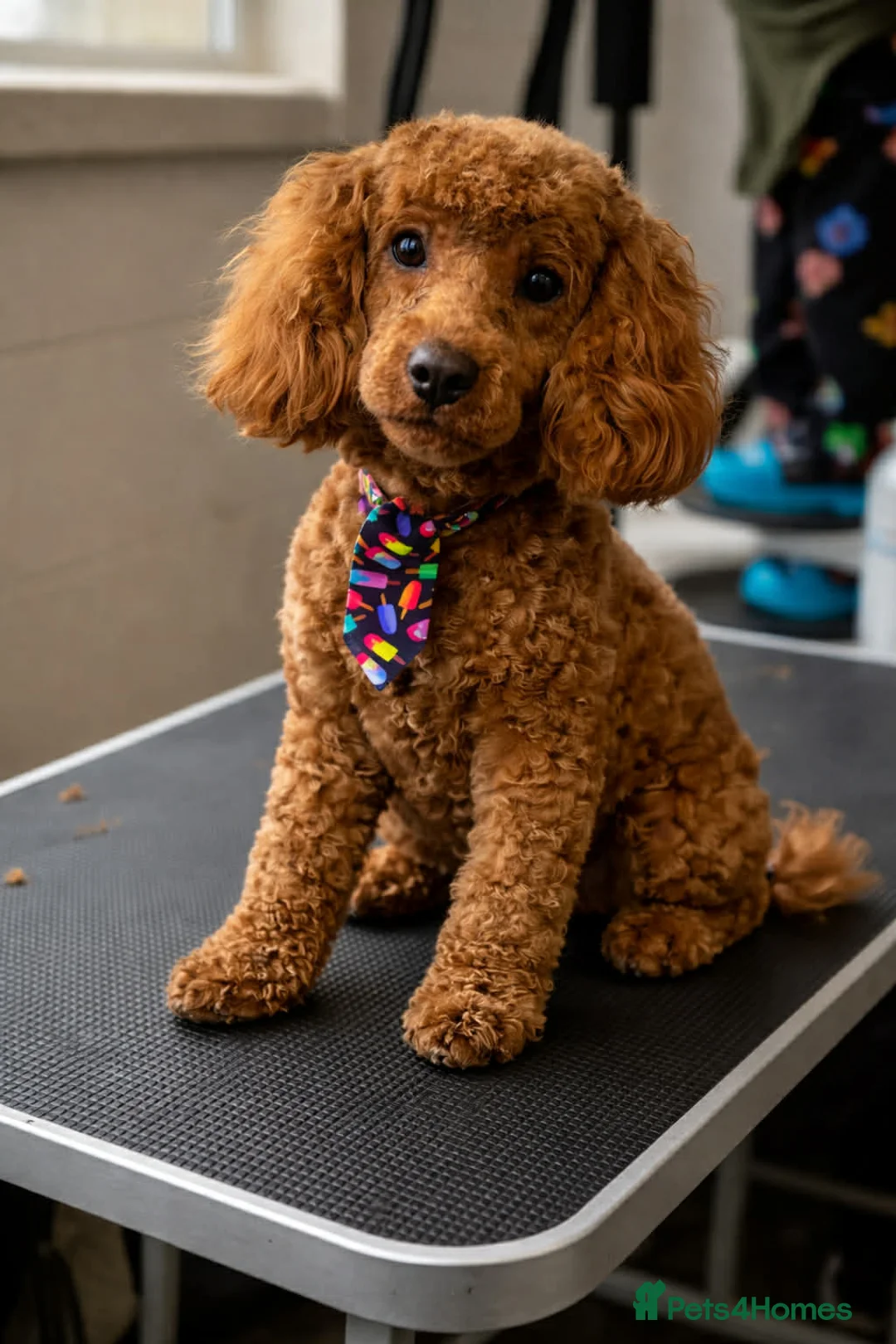 Miniature Poodle dogs for stud: KC Registered pure red miniature poodle STUD 🧡 - Advert 1