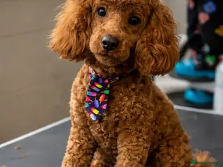 Miniature Poodle dogs KC Registered pure red miniature poodle STUD 🧡 - Advert 6