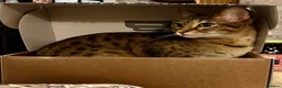 Savannah cats for sale: Stunning Savannah Queen–Looking For Forever Home ❤ - Advert 6