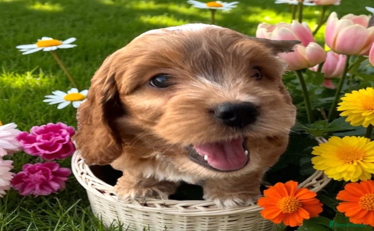 Cockapoo dogs - Advert 1