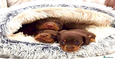 Miniature Dachshund dogs - Advert 6