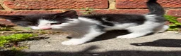 Russian Blue cats for sale: Beautiful Russian blue mix kittens - ready to go ! - Advert 15