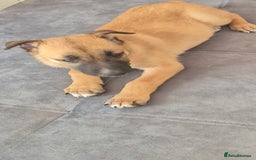 Mixed Breed dogs for sale: 8 week old puppy - Image 1
