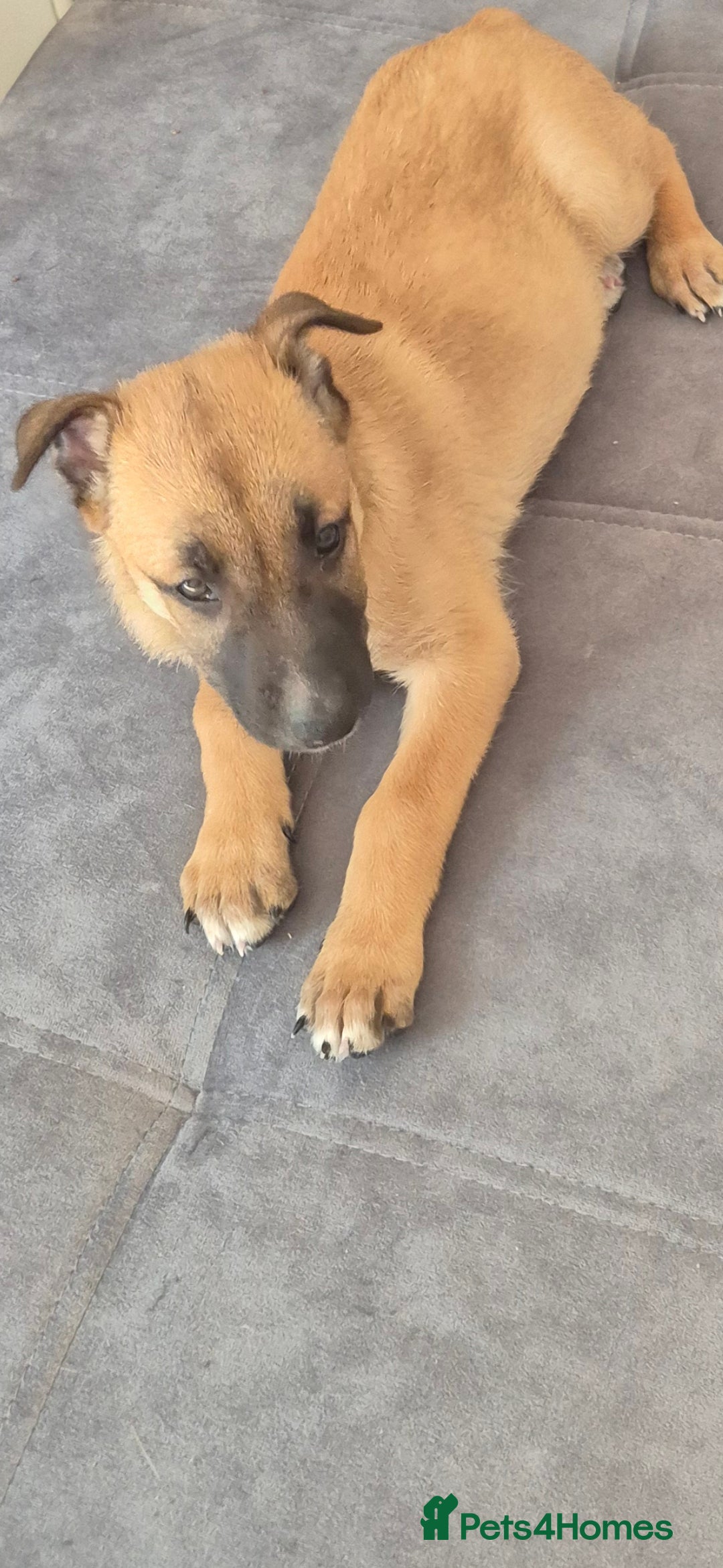 Mixed Breed dogs for sale: 8 week old puppy - Image 1