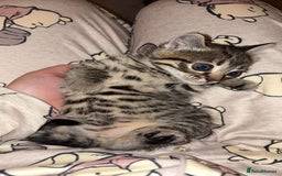 Domestic Shorthair cats for sale: Female tabby cats  - Image 1
