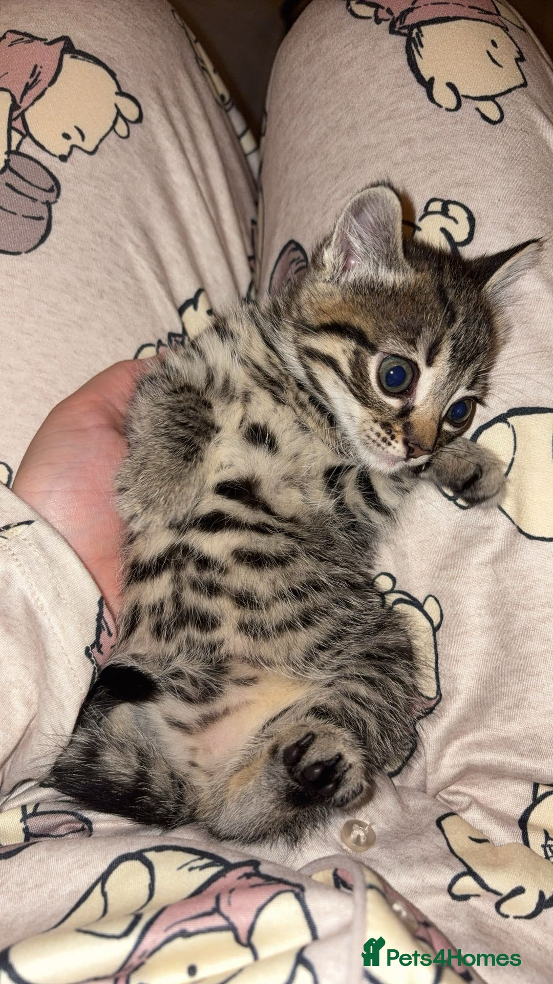 Domestic Shorthair cats for sale: Female tabby cats  - Image 1