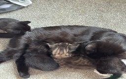 Mixed Breed cats for sale: 3x tuxedo 1x tabby - Image 4