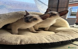 Siamese cats for sale: Siamese kittens - girls  - Image 29