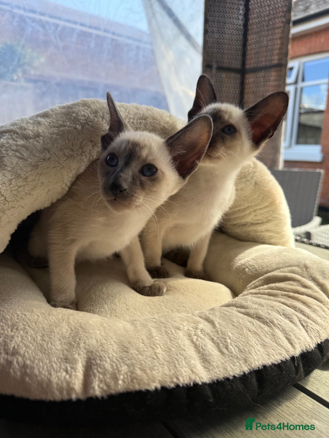 Siamese cats for sale: Siamese kittens - girls  - Image 29