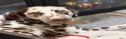 Dalmatian dogs for sale: 9 beautiful Dalmation puppies  - Advert 4