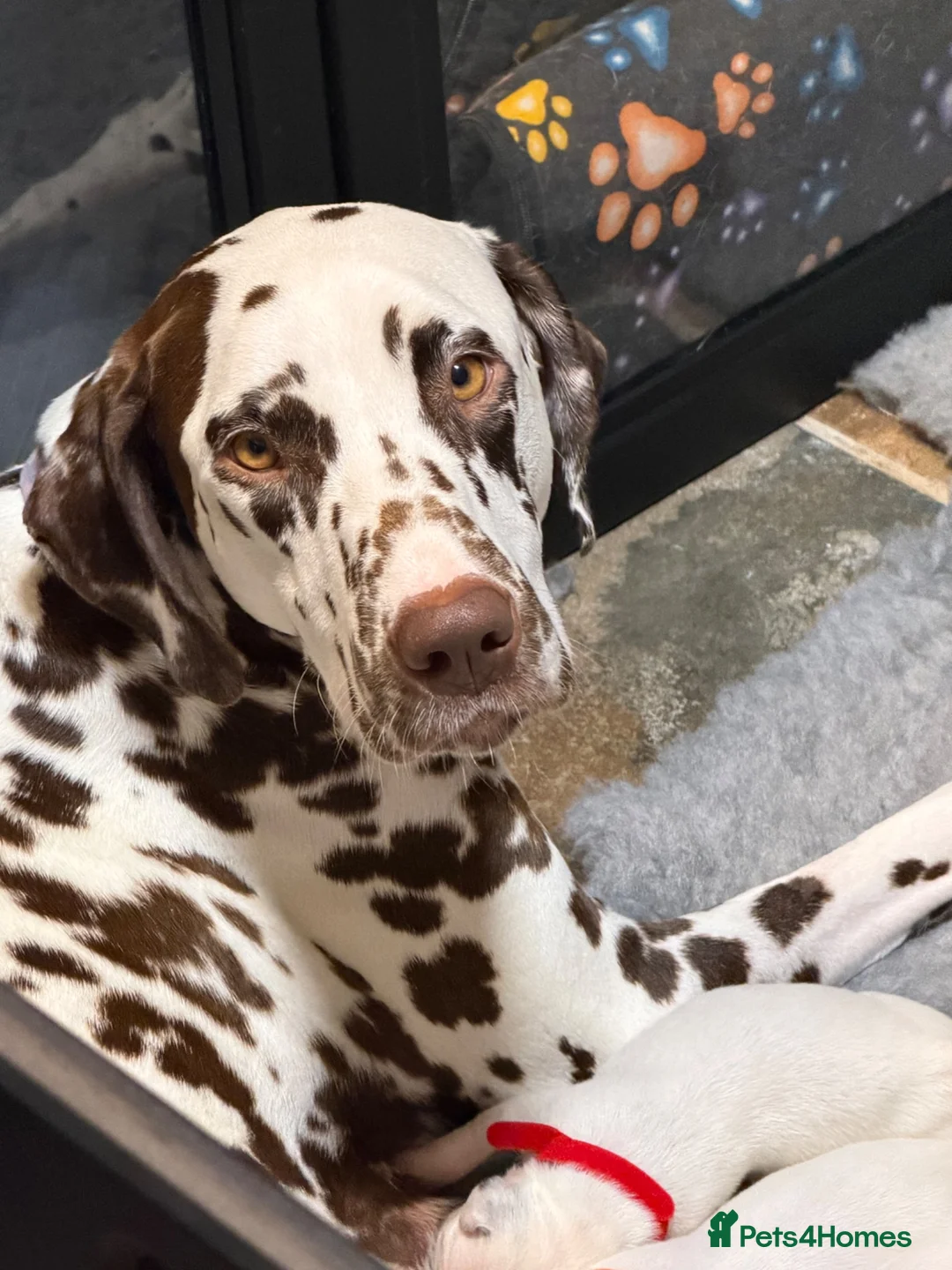 Dalmatian dogs for sale: 9 beautiful Dalmation puppies  - Advert 4